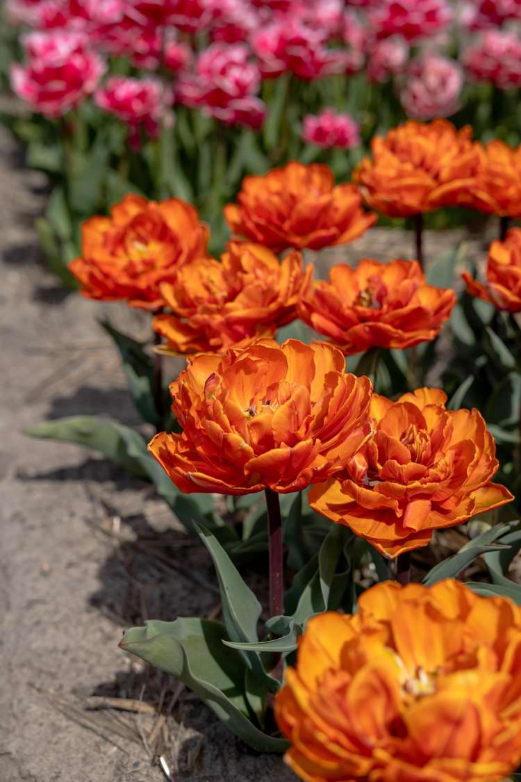 Tulpan 'Orange Princess'